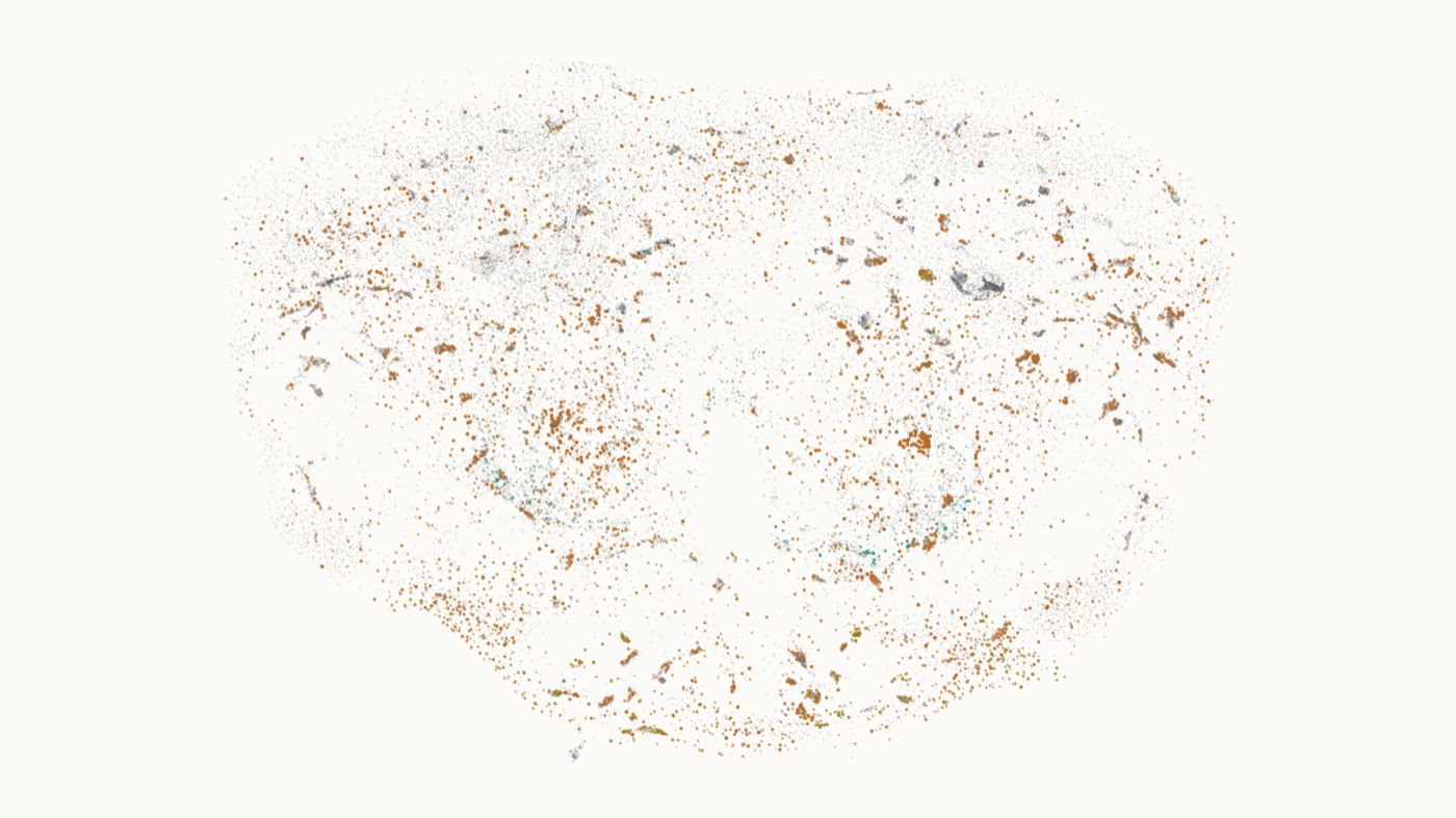 The fruit fly central brain, every neuron plotted, with the cells that fired during one answer coloured