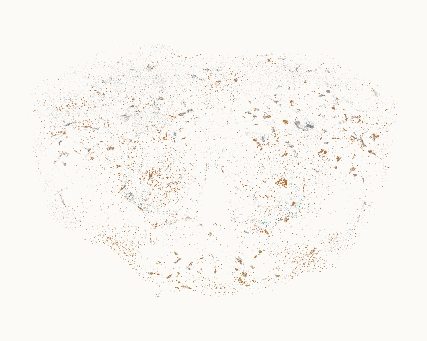 The fly’s central brain, seen from the front: every dot is one of its 35,953 neurons at its FlyWire position. Coloured cells fired while it answered “is 8 more than 3?”