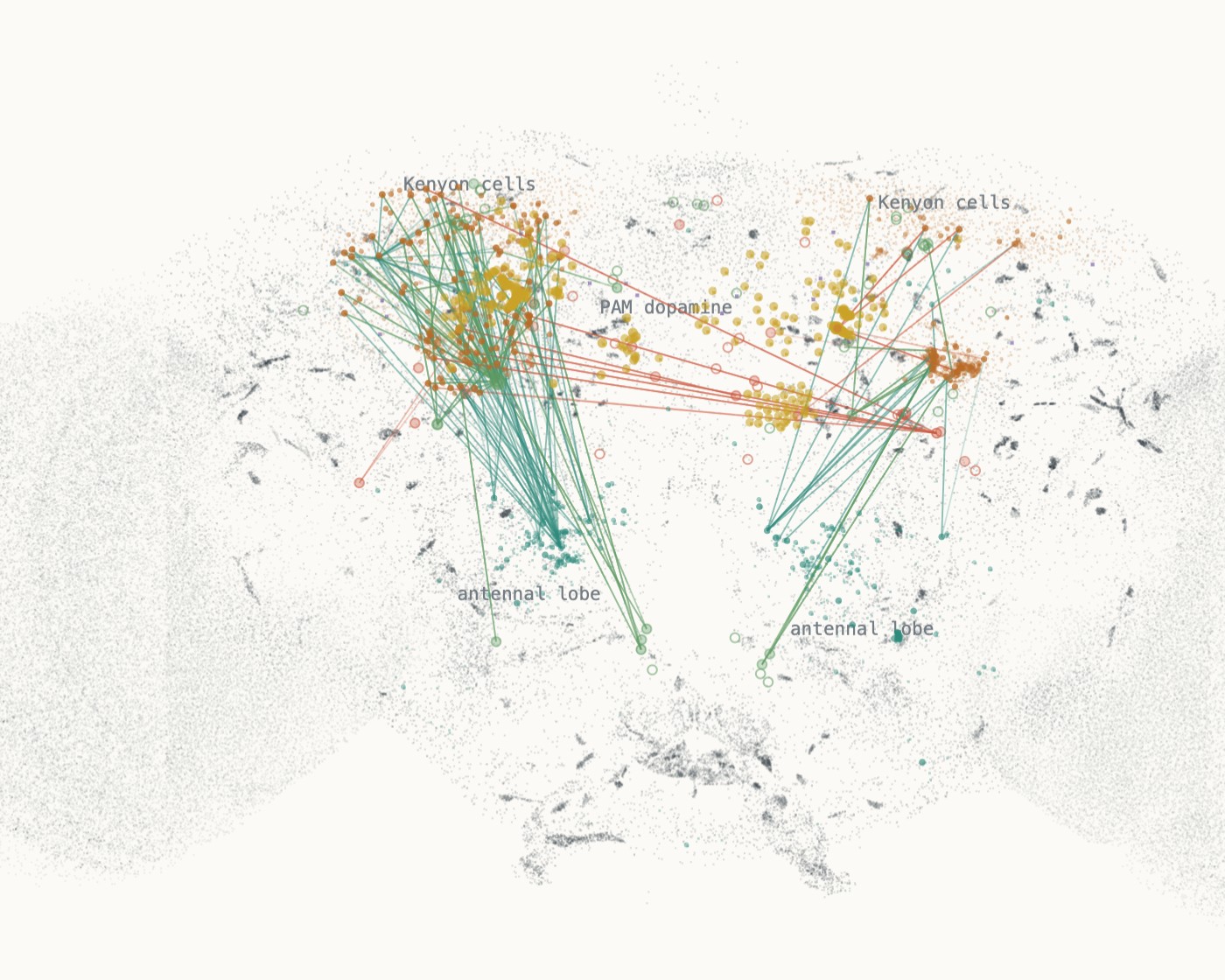 The fly's brain from FlyWire, mid-move: signals run from the antennal lobes (teal) up to the Kenyon cells (orange) and out to the output neurons voting for or against the move, while PAM dopamine neurons (gold) fire.