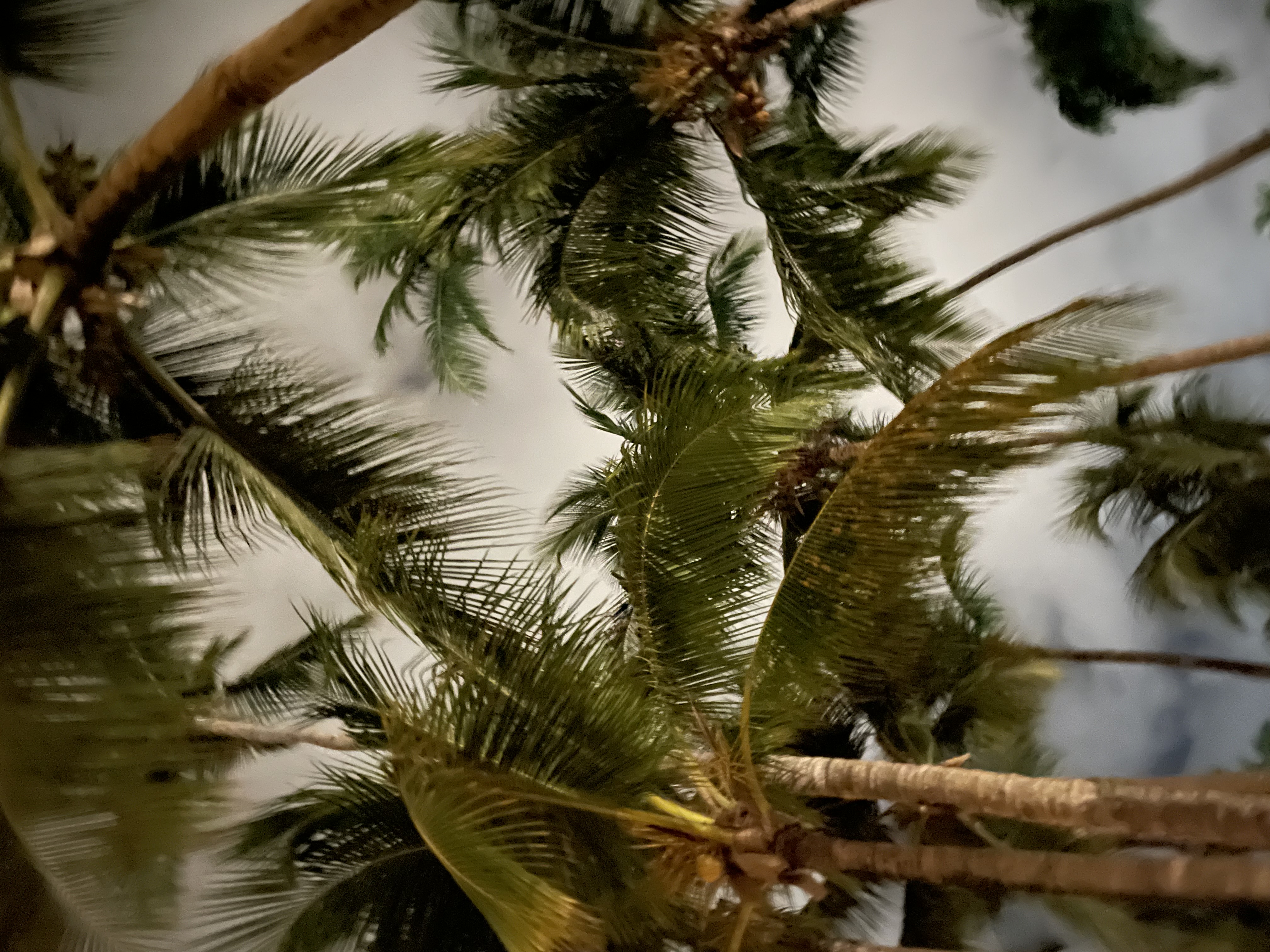 Palm Trees